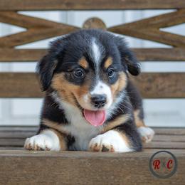 Hook - Black tri male Miniature Australian Shepherd puppy in Buna, Texas from R & C Kennels
