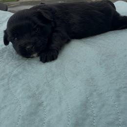 Hank - Black and tan male Yorkshire Terrier puppy in Houston, Texas from Little things