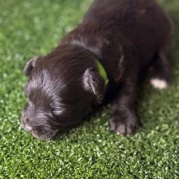 Puppy male 3 - Liver male Miniature Schnauzer puppy in Edinburg, Texas from Forever Schnauzers