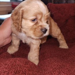 Cocker Spaniel Puppies from Gates Cocker Spaniels