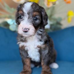 Gavin - Tri-color male Bernedoodle puppy in Yuciapa, California from AlltheDoodlez_