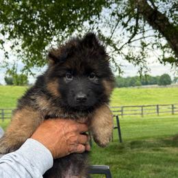 Full registration 2 male - Black and red male German Shepherd puppy in Winchester, Kentucky from Drache Feld