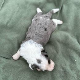 Boy 4 - Blue merle male Aussiedoodle puppy in Reddick, Florida from Cooper’s Mini Doodles