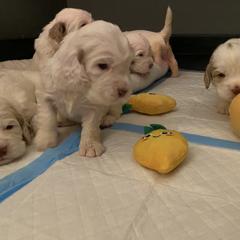Clumber Spaniel Puppies from Lemontree Clumbers