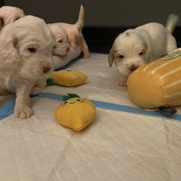 Clumber Spaniel Puppies from Lemontree Clumbers