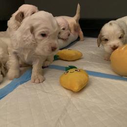 Clumber Spaniel Puppies from Lemontree Clumbers