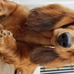 Rebel - Dachshund