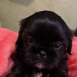 Shih Tzu Puppies from Winnie the Tzu’s Too