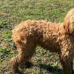 Australian Labradoodles from Frosty & Ginger Co Home of Doodles