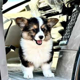 Sunflower - Black and white female American Corgi puppy in Bayard, Nebraska from Puppies by Alies