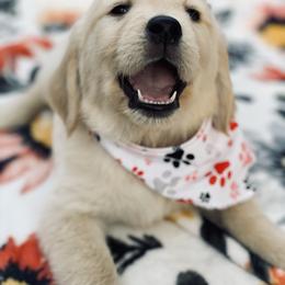 Golden Retriever Puppies from All shades Golden