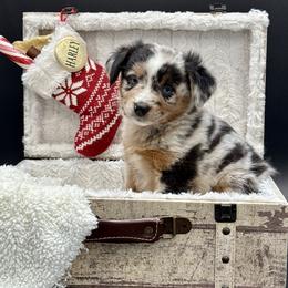 Logan - Blue merle male Miniature Australian Shepherd puppy in Covington, Pennsylvania from Rigas Mini Aussies LLC