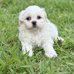 Bichon Frise, Shichon, and Shih Tzu Puppies from Teddy Bears of Arizona