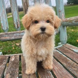 Conner - Apricot male Maltipoo puppy in Lebanon, Kentucky from Mosaic Merle Doodles