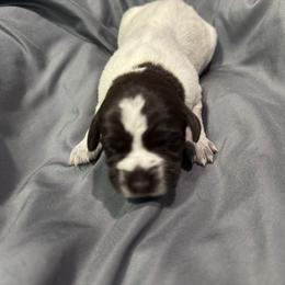 Girl 3 - Brown and gray female Wirehaired Pointing Griffon puppy in Jerome, Idaho from Double R Griffons