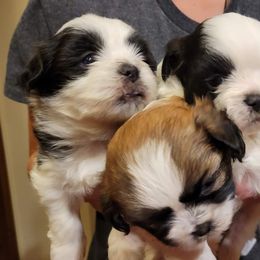 Shichon and Shih Tzu Puppies from Teddy Bear (Shichon) Puppies