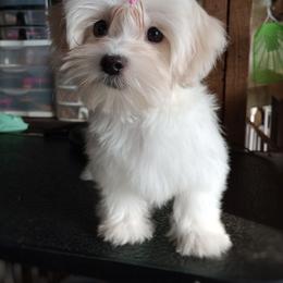 Companion Cross, Mal-Shi, Maltese, Maltipoo, Morkie, and Shih Tzu Puppies from Seeking Shalom Acres Maltese, Maltipoos & Havamalts
