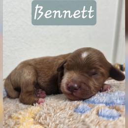 Bennett - Red  male Goldendoodle puppy in Palestine, Texas from KK's Doodle Bunch