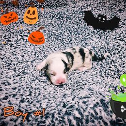 Boy 1 - American Corgi puppy from Bleu Bayou Corgis