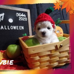 Maltese Puppies from Michigan Maltese Puppies