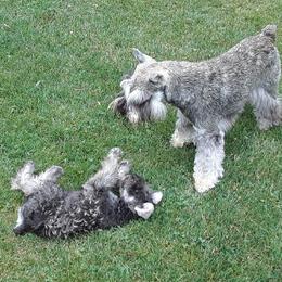 Miniature Schnauzer All Grown Up from Sumerwynd Miniature Schnauzers