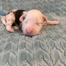 Moon pie - Blue merle male Miniature American Shepherd puppy in Groesbeck, Texas from Epic Miniature American Shepherds