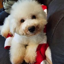 Buffy - White and buff female Bichon Frise puppy in Chatham, Illinois from Bichon Frise Partnership