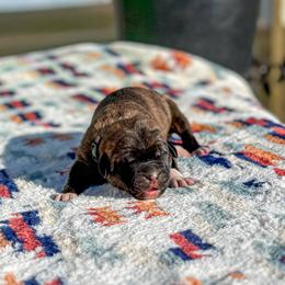 Teal collar - Brindle female Anatolian Shepherd Dog puppy in Spokane, Washington from 4D Cattle Dogs