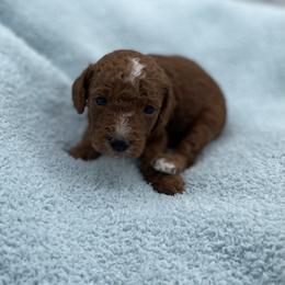 Boy 3 - male Goldendoodle puppy in Kansas City, Kansas from Bella & Ivy’s Mini Goldendoodles of KC