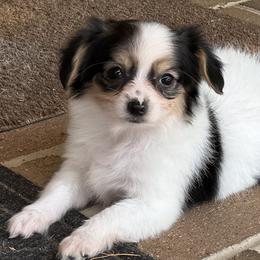 Noodle - White black and tan female Papillon puppy in Boardman, Ohio from Taliaferro Kennel