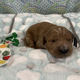 Cutter - Red  male Goldendoodle puppy in Camden, North Carolina from Oopsie Doodles of NC