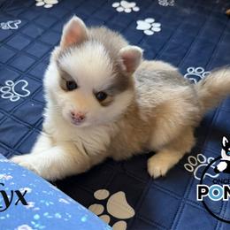 Nyx - Blue female Pomsky puppy in Eastman, Georgia from Once Upon A Pomsky