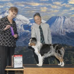 Miniature American Shepherd All Grown Up from Moon Phase Kennel