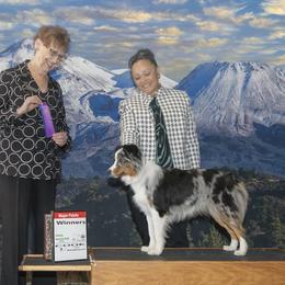 Miniature American Shepherd All Grown Up from Moon Phase Kennel