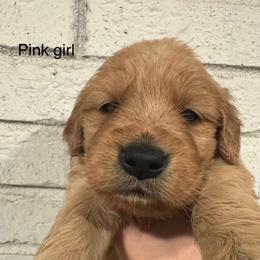 Pink Girl - Golden female Golden Retriever puppy in Buchanan, Georgia from Morgan’s Heart of Gold Retrievers