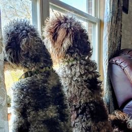 Goldendoodles from Sassy Doodles of Tennessee