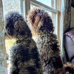 Goldendoodles from Sassy Doodles of Tennessee