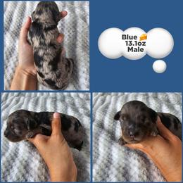 Blue - Merle male Cockapoo puppy in Zanesville, Ohio from Meghan McKay