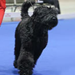 Black Russian Terriers, French Bulldogs, and Russian Tsvetnaya Bolonkas from Gentle Power