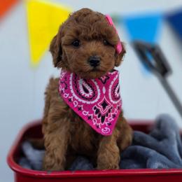 Sierra - Red  female Goldendoodle puppy in Payson, Utah from Missy Doodles