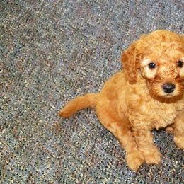 Goldendoodle Puppies from River City Doodles