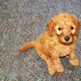 Goldendoodle Puppies from River City Doodles