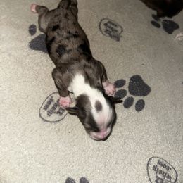 Elise - Blue merle female Toy Australian Shepherd puppy in Asheboro, North Carolina from Stellar Aussies