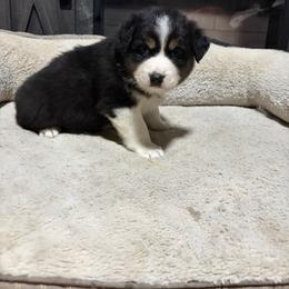 Aslan (1 blue eye) - Black tri-color male Australian Shepherd puppy in Terryville, Connecticut from Spirited Aussies
