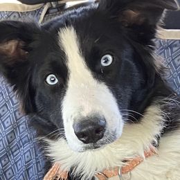 Australian Shepherds from D4R Australian Shepherds