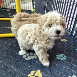 Bailey - Gold and white male Shihpoo puppy in Whitehall 18052, Pennsylvania from Lilli’s Shih tzus and Shih poos