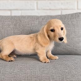 Rory - Cream male Dachshund puppy in Hope, Arkansas from Duckett Lane Dachshunds