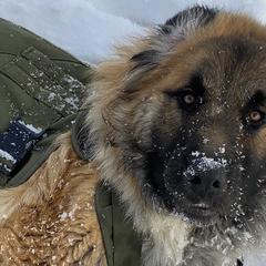 Colorado Mountain Dogs from The Heartwood House