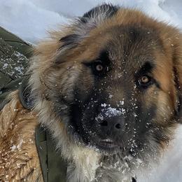 Colorado Mountain Dogs from The Heartwood House