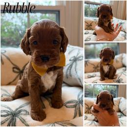 Rubble - Red male Australian Labradoodle puppy in Summerfield, North Carolina from Four Oaks Labradoodles